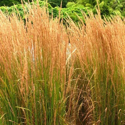 6 x Calamagrostis Acutiflora 'Karl Foerster' - Struisriet - pot 9 x 9 cm - Elegantie en Structuur in de Tuin