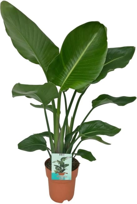 Strelitzia Nicola-80cm -Ø19 Groene Kamerplant -