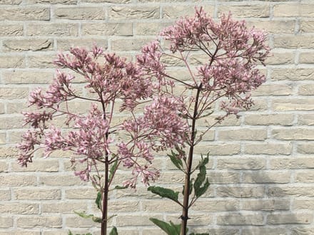 6 x Eupatorium maculatum 'Atropurpureum' - Koninginnekruid - P9 Pot (9 x 9cm) - Dima Vaste Planten