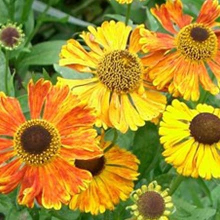 6 x Helenium 'Waltraut'-  Zonnekruid pot 9x9cm