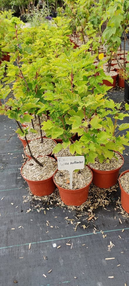 Ribes rubrum 'Witte Hollander' witte aalbes, 2 liter pot