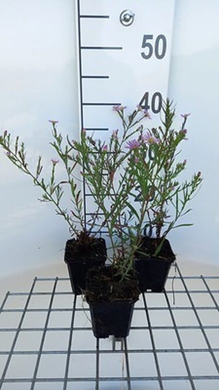 6x Aster - Aster hybr. 'Pink Star' | 9x9 cm pot