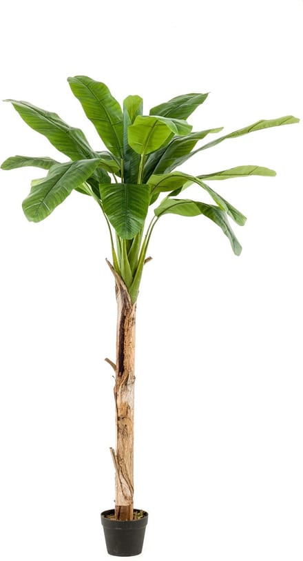 Emerald - Kunstboom Bananenboom 180cm - Kunstplant voor binnen