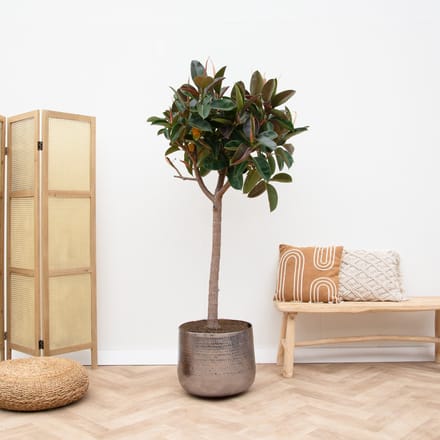 Ficus Elastica Robusta op stam - 180cm