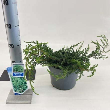Juniperus comm. ‘Repanda’ - Jeneverbes | 20-25 cm pot