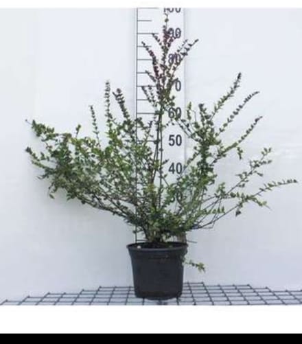 2 x Lonicera nit. 'Red Tips' - Chinese Kamperfoelie 20- 25 cm in pot