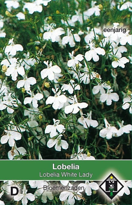 2 stuks Lobelia erinus White LadyVan Hemert & Co