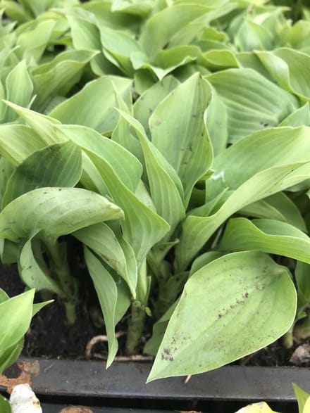 6 x Hosta 'Goldbrook Grayling' (Mini) - Hartlelie - P9 Pot (9 x 9cm) - Dima Vaste Planten