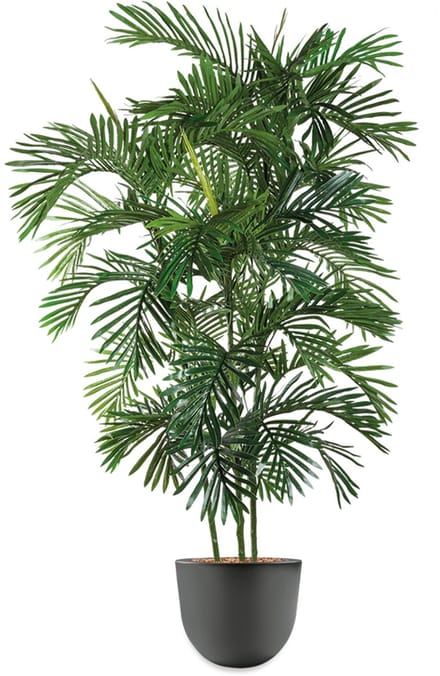 HTT - Kunstplant Areca palm in Eggy antraciet H175 cm