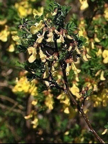 Hippocrepis emerus ( coronilla emerus) - Struikpaardenhoefklaver 25- 30 cm in pot