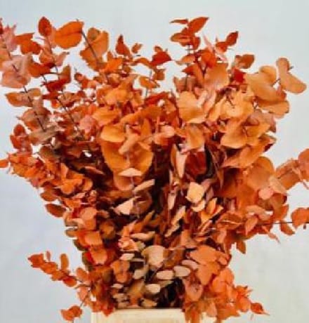 5x Dc eucalyptus stuart.oranje gestabiliseerd 70cm
