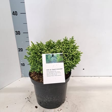 Chamaecyparis p. ‘Spaans Cannonball' - Schijncipres | 20-25 cm pot