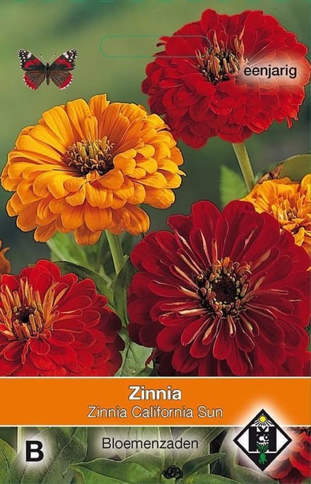 2 stuks Van Hemert & Co Zinnia elegans California Sun