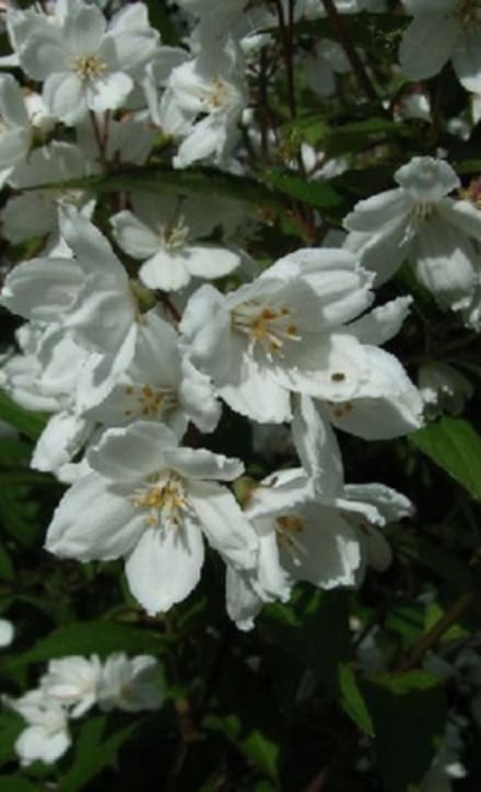 Deutzia rosea ' Campanulata' - Bruidsbloem 40 - 60 cm in pot
