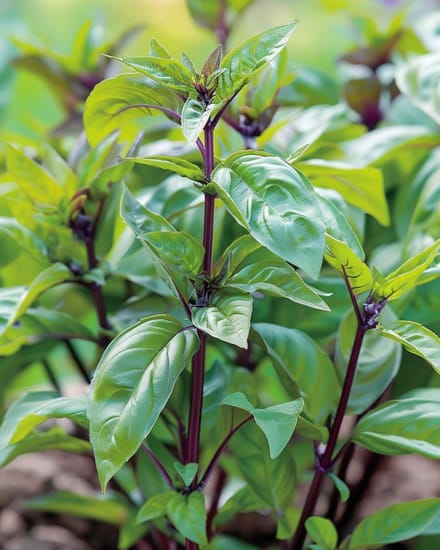 2 sets - Basilicum Siam Queen Zaden Ocimum Basilicum Eenjarig
