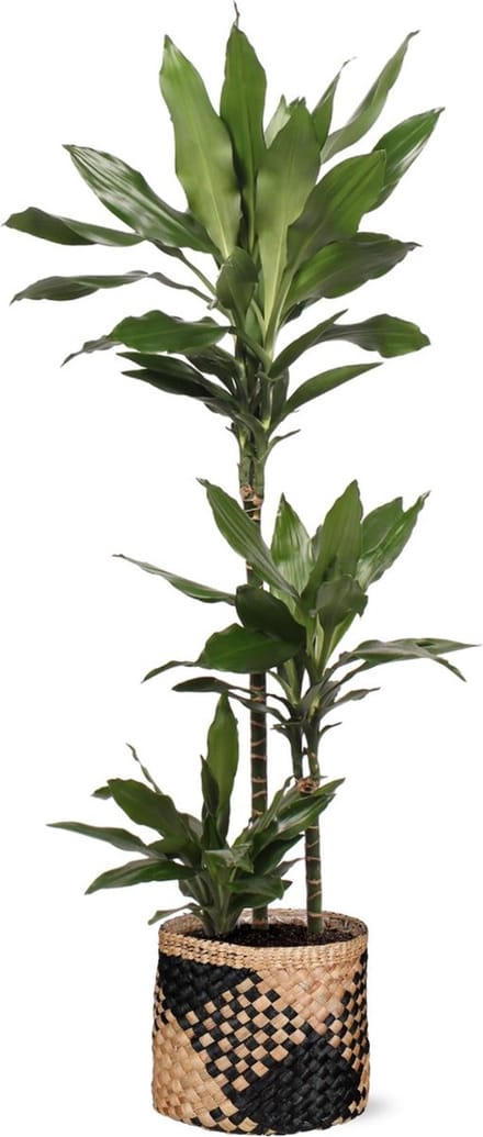 Dracaena Janet Lind Ø24cm 120cm in Albury BLACK print mand