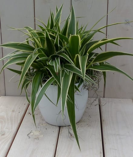 Chlorophytum in witte pot 25 cm