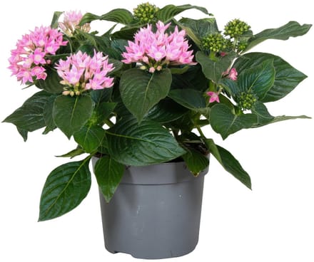JUNAVERA Pentas lanceolata 'Star Cluster Rose' | rijkbloeiende sterbloem | ca. 25 cm hoog | in 13 cm pot