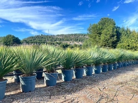 Sunny Tree - Yucca Rostrata Blue Blue - Palmboom - Totale hoogte 100 cm - Winterharde palmboom - Palmlelie