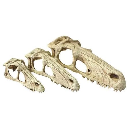 Terrarium accessoire small Komodo Raptor Skull
