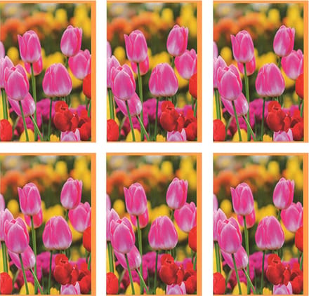 MGPcards - 6x dubbele wenskaart met envelop - Blanco - Bloemen - 11,5 x 17 cm