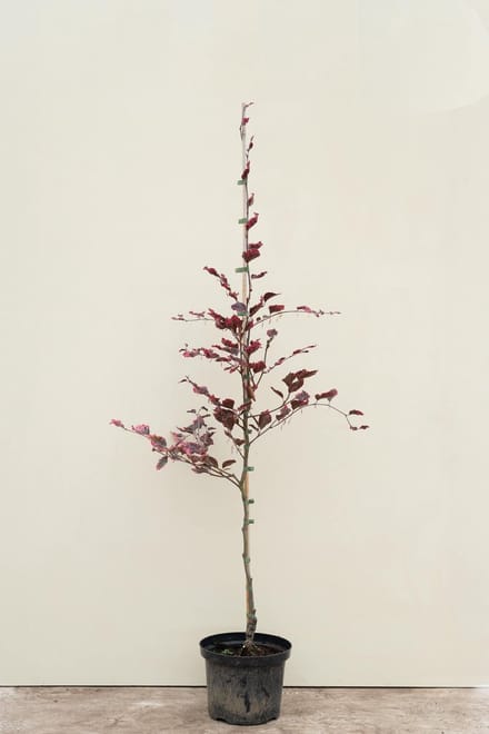 Jonge Driekleurige Beukenboom | Fagus sylvatica 'Tricolor' | 150-200cm hoogte
