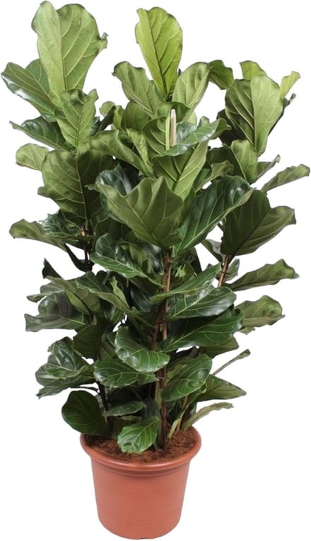 Green Harmony | Ficus Lyrata struik XL - 200 cm - ø50