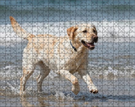 Puzzel Witte Labrador Retriever op het strand | 500 stukjes | Dierenpuzzel | Hondenpuzzel