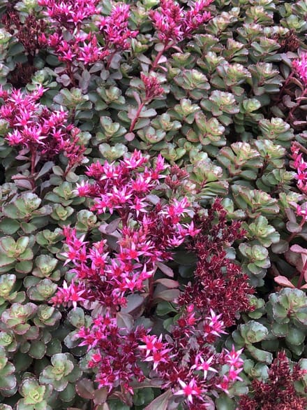 6x Vetkruid - Sedum spurium 'Fuldaglut' | 9x9 cm pot