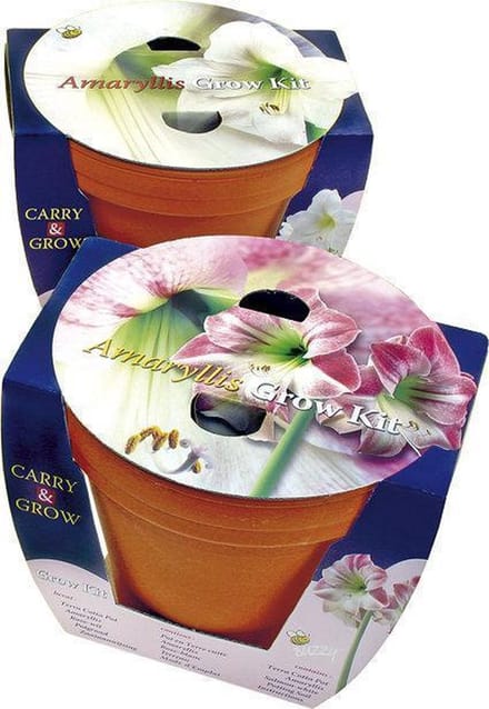Buzzy Carry & Grow Kit - Bloembol Amaryllis - Wit