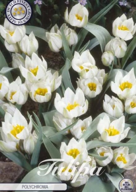 Polychroma Botanical Tulpen Bollen 10 stuks bolmaat 5/6