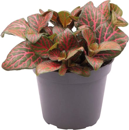 Fittonia Joly Josan - Terrariumplant