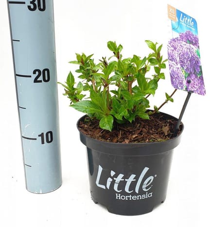 Set van 5x Hydrangea macrophylla 'Little Purple' - Dwerg Hortensia in 2 liter kweekpotten