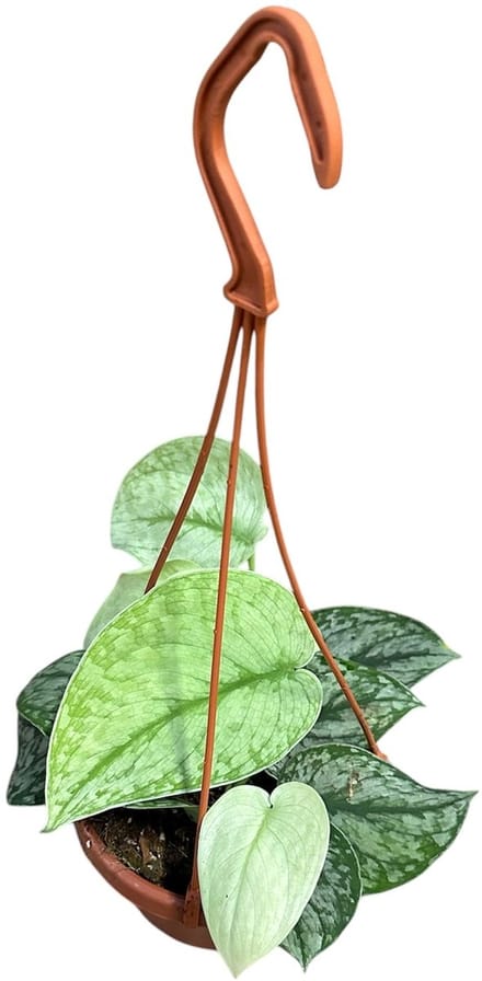Scindapsus Silver Splash Hang Kamerplant Potmaat Ø14 cm |Vers Van De Kweker