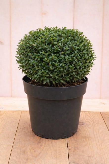 Warentuin natuurlijk - Japanse hulst Ilex crenata Stokes 50 cm