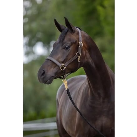 Lederen halster pony Kerbl eco