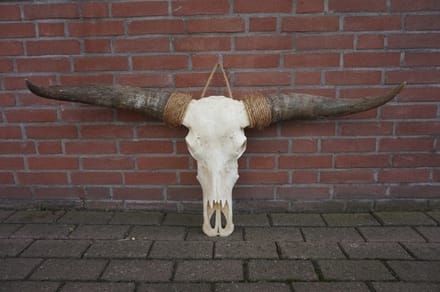 Longhoorn echt Small