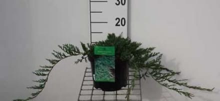 Juniperus horizontalis 'Wiltonii' - Kruipende Jeneverbes 25 - 30 cm in pot