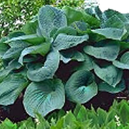 3 x Hosta 'Big Daddy' - Hartlelie pot 9x9cm