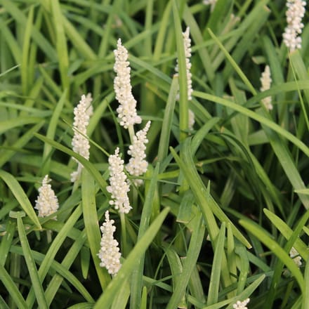 6x Leliegras - Liriope muscari ‘Monroe White’ - Pot 9x9cm