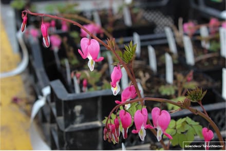 6x Gebroken Hartje - Dicentra Spectabilis | 9x9 cm pot