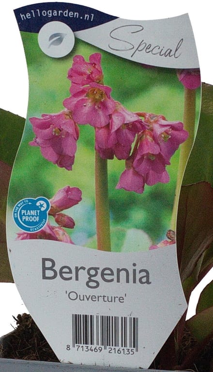 Griffioen - Bergenia 'Ouverture'