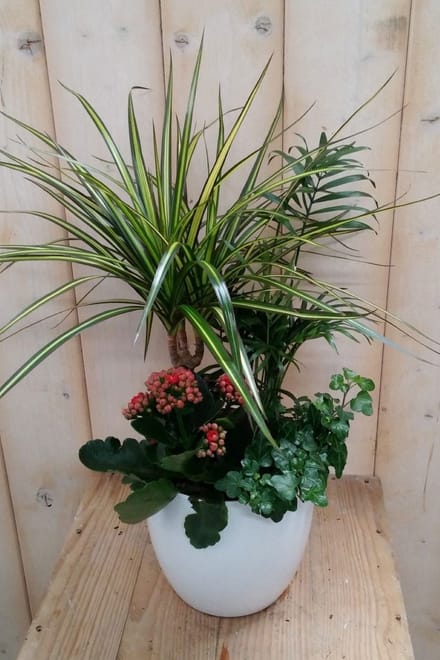 Warentuin natuurlijk - Bont plantenbakje binnen