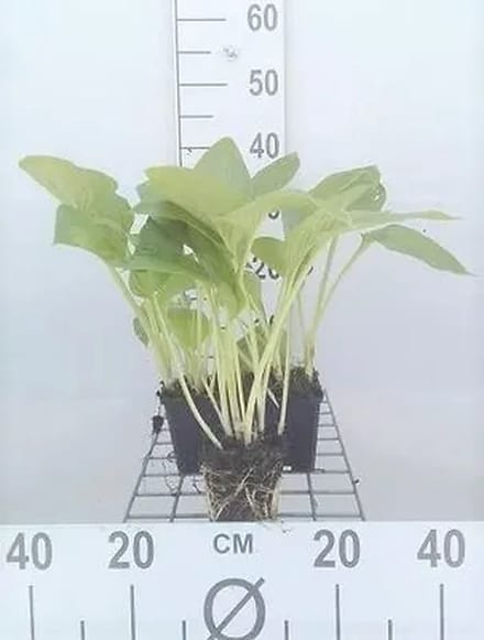 6x Funkia - Hosta hybr. 'Halcyon' | 9x9 cm pot