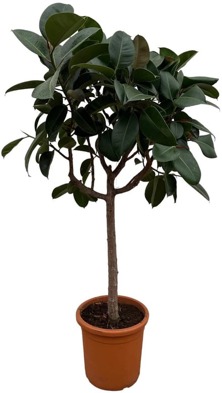 Ficus Elastica Robusta op stam - 190 cm - ø40