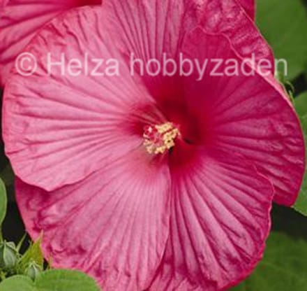 Hibiscus x moscheutos Nippon F1 Rose