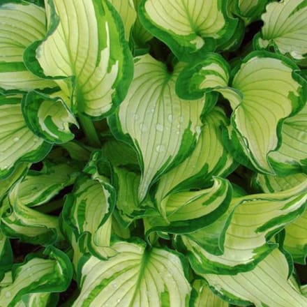 6 x Hosta 'Fortunei Albopicta' - Hartlelie Pot 9x9 cm - Blad met Witte Randen