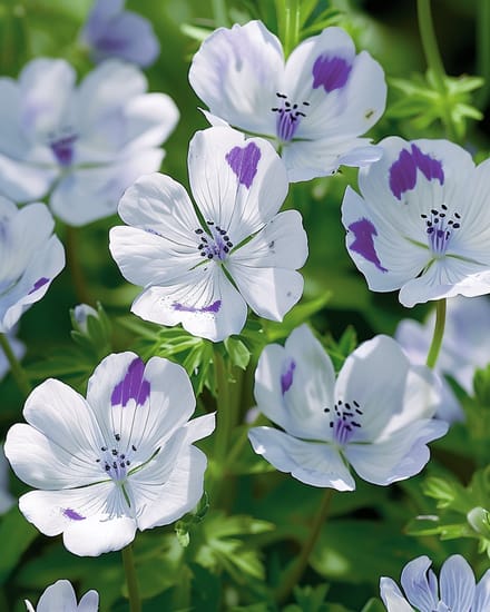 Haagbloem Zaden Nemophila Maculata Eenjarig Five Spot