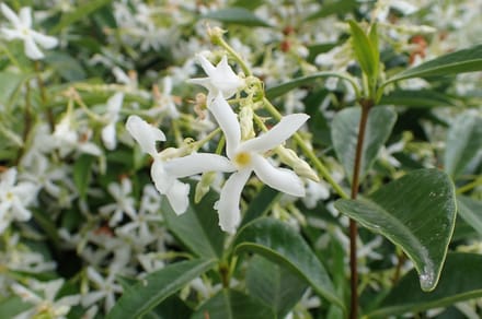 4 x Toscaanse jasmijn 'Trachelospermum Jasminoides' (wit) 50-60 cm