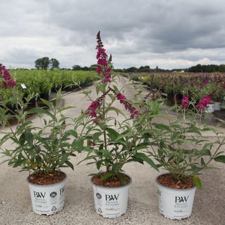 Plants Online BV - Planten - Tuinplanten - Heesters - Set van 1 - Vlinderstruik 'Miss Ruby'